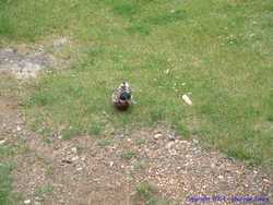 One brave mallard walked a ways up the shore to eat some crumbs by the lodge.