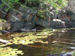 A small 'field' of water lilies.