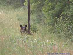 A baby bear on the side of Gunflint Trail