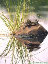 A beautiful Western Painted turtle perched on a rock in the Tucker River.