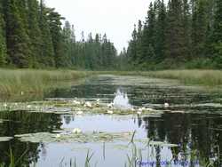 More white water lilies.