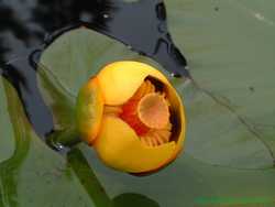 A beautiful water lily.