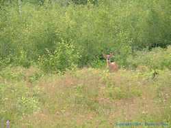 A fawn near Gunflint Lake.