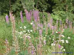 Wildflowers at the Black Bear Restaurant.