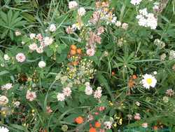 Wildflowers at the Black Bear Restaurant.