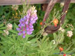 Wildflowers at the Black Bear Restaurant.