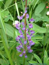 Wildflowers at the Black Bear Restaurant.