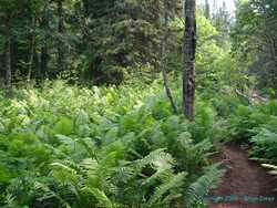 Part of the trail we hiked on.