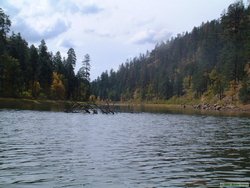 A submerged tree lurks in the south end of Chevelon Lake.