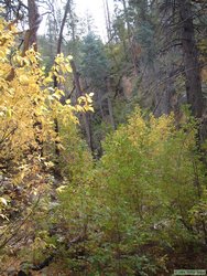 A short distance up the canyon where I chased the Mexican Spotted Owl years earlier.