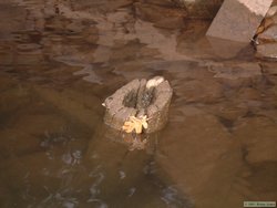 Many of the old oak trees along the shoreline exhibited this phenomenon.