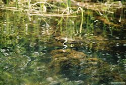 A painted belly turtle swimming with us along the Clearwater River.