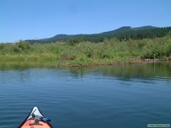 A beaver dam in the Clearwater River.