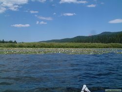 A mass of water lilies on Seeley Lake.