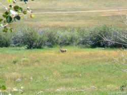 Inside the Refuge, we soon spotted several lone deer.