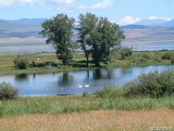 Two adult Trumpeter swans (Cygnus buccinator) and three cygnets on Shambow Pond.