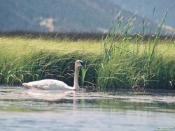 An adult Trumpeter swan (Cygnus buccinator) taking flight.