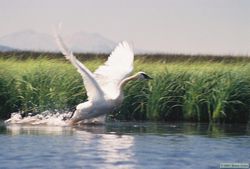 An adult Trumpeter swan (Cygnus buccinator) taking flight.