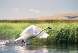 An adult Trumpeter swan (Cygnus buccinator) taking flight.