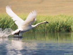 An adult Trumpeter swan (Cygnus buccinator) taking flight.