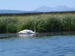 An adult Trumpeter swan (Cygnus buccinator) taking flight.