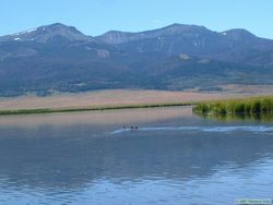 Some unidentified waterfowl on Lower Red Rock Lake.