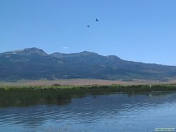 A pair of White-faced ibis (Plegadis chihi) flying over Lower Red Rock Lake.