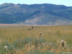 A Pronghorn antelope (Antilocapra americana).