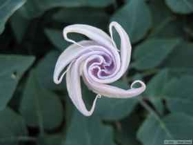 A young bloom on a beautiful but deadly poisonous sacred datura (Datura wrightii)