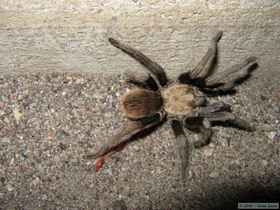 A large tarantula I found while hauling my kayak back to camp.