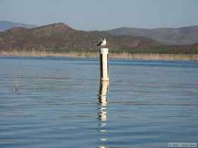 A seagull on a buoy.