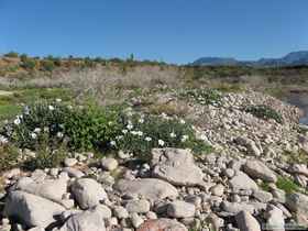 Deadly poisonous sacred datura (Datura wrightii) in full bloom.