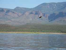 Great blue heron (Ardea herodias) in flight.