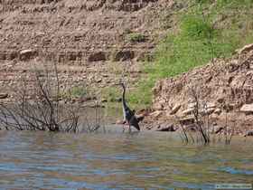 Great blue heron (Ardea herodias).