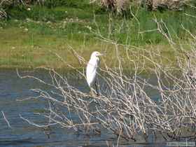 A snowy egret (Egretta thula).