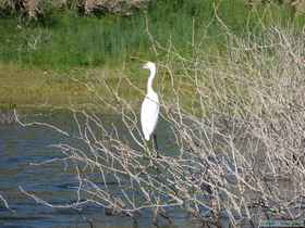 A snowy egret (Egretta thula).