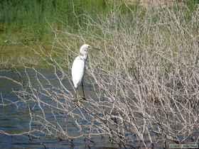 A snowy egret (Egretta thula).