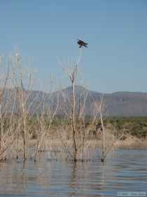 An osprey (Pandion haliaetus) with a fish.