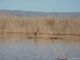 Great blue heron (Ardea herodias)