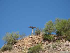 A turkey vulture (Cathartes aura) catching some morning rays.