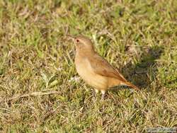 Rufous-bellied Thrush  (Turdus rufiventris)