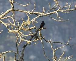 A Red-rumped Cacique (Cacicus haemorrhous)