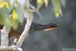 A Dusky-legged Guan (Penelope obscura) near the monastery.