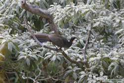 A Dusky-legged Guan (Penelope obscura) near the monastery.