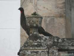 A Dusky-legged Guan (Penelope obscura) near the front steps of the church.