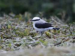 Masked Water-Tyrant  (Fluvicola nengeta)