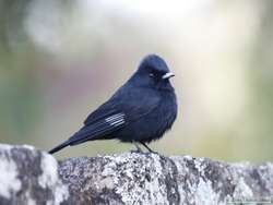 Velvety Black-Tyrant  (Knipolegus nigerrimus)