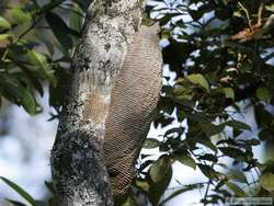 A bee, ant, or termite nest.