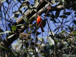 Brazilian Tanager  (Ramphocelus bresilius)