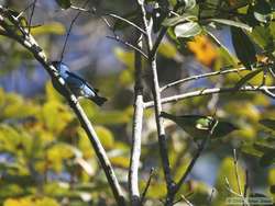 Male (left) and female (right) Blue Dacnis  (Dacnis cayana)